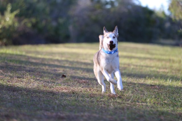 Apollo running with a pine cone — 2015