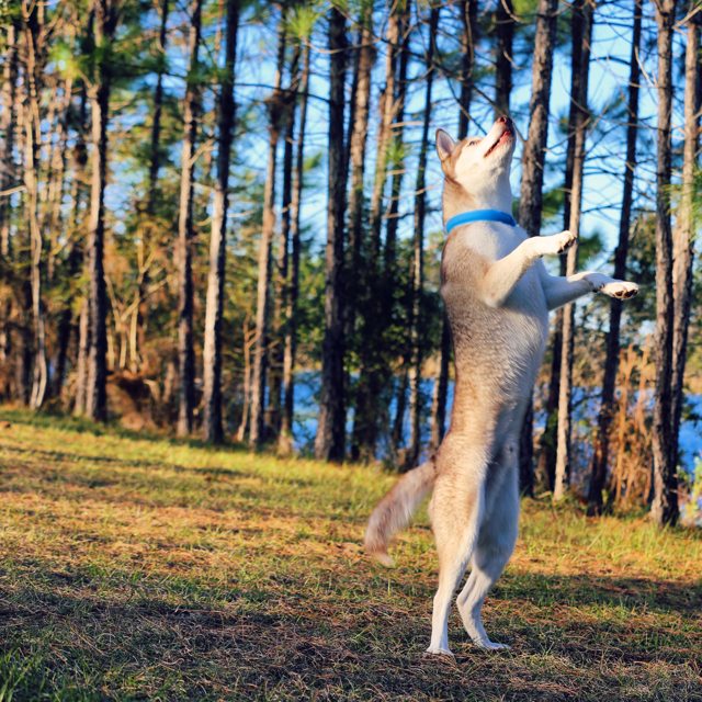 Apollo jumping among the pine trees — 2015