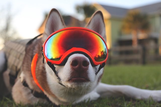 Apollo wearing bright orange goggles — 2016