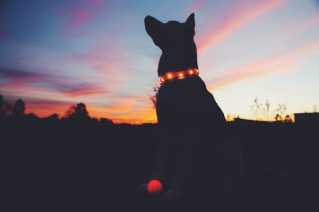 A dog's silhouette against a colorful sunset — 2016