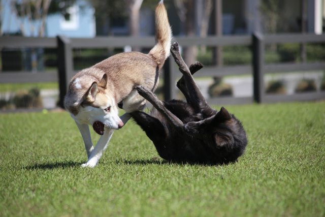 Apollo playing with his black-coated companion — 2017