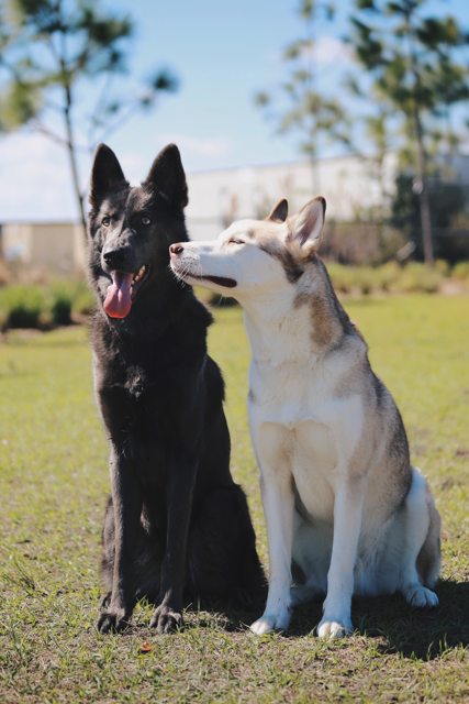 Apollo sitting close to his black-coated companion — 2017