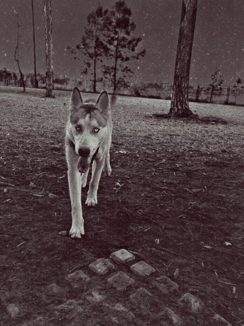 Apollo walking toward the camera at the park — 2014