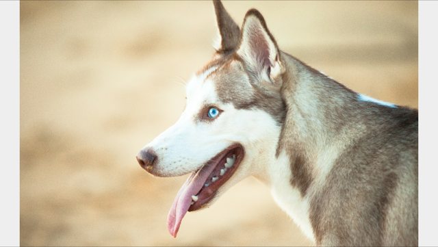 Apollo in profile with his tongue out — Year unknown