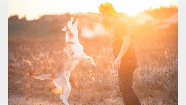 Apollo jumping up to play with family at sunset — Year unknown