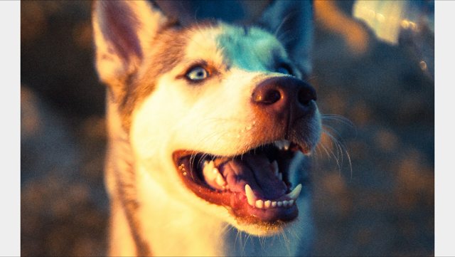 Apollo smiling in golden sunlight — Year unknown