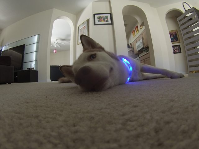 Apollo resting on the carpet in a blue glowing collar — 2015
