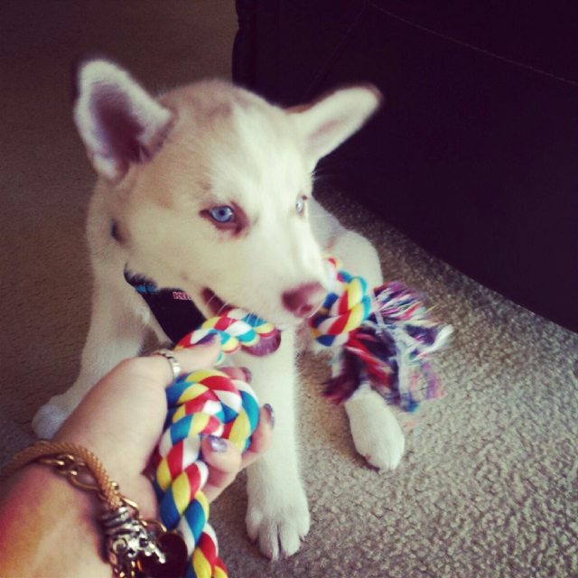 Puppy Apollo playing tug with a colorful rope — 2014