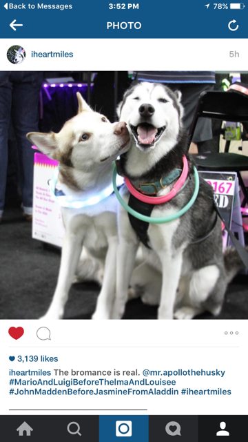 A shared photo of Apollo and a husky friend — Year unknown
