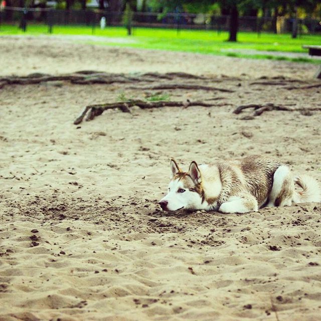 Apollo resting in the sand at the park — 2014