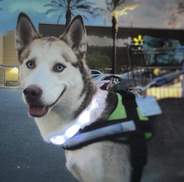 Apollo on an outing in his glowing collar and harness — Year unknown