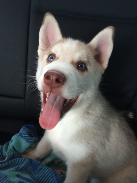 Puppy Apollo smiling in the car — 2013