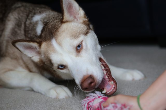 Apollo playing with a pink rope toy — 2015