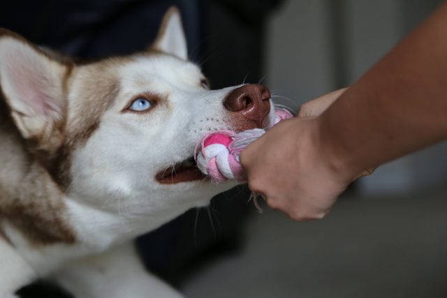 Apollo enjoying a game of tug — 2015