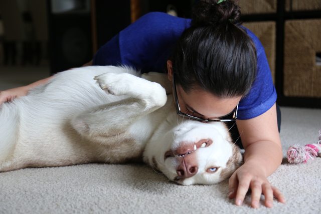 Apollo getting a kiss during playtime — 2015