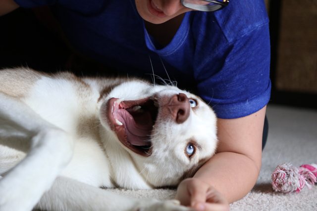 Apollo sharing a playful cuddle with family — 2015