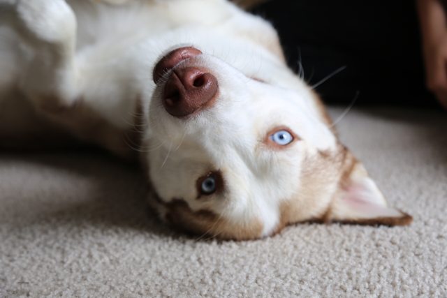 Apollo relaxing upside down on the carpet — 2015