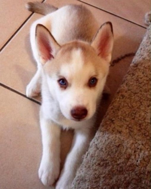 Puppy Apollo looking up beside the carpet — Year unknown