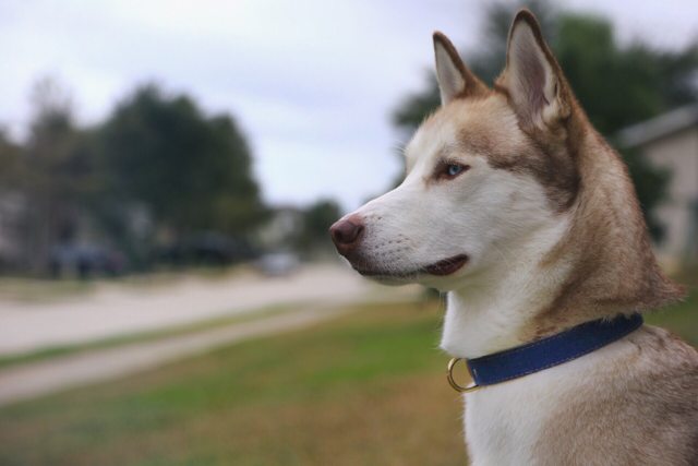 Apollo in profile outdoors wearing a blue collar — 2015