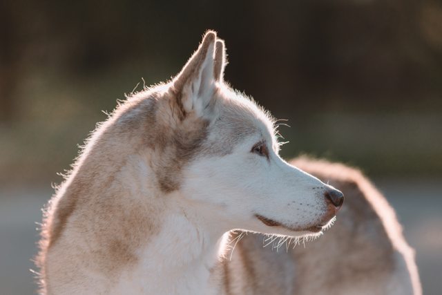 Apollo in profile in warm backlight — 2026