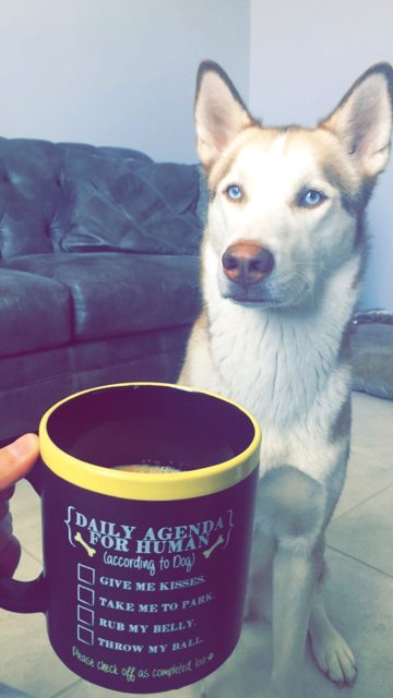 Apollo sitting beside a morning coffee mug — Year unknown