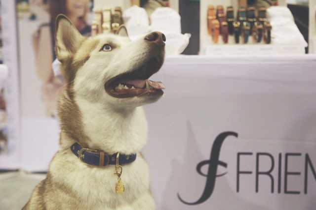 Apollo smiling at a collar display — 2016