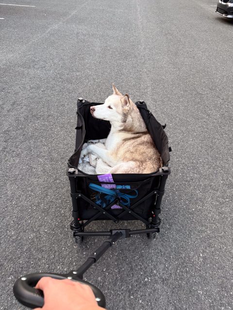 Apollo enjoying a ride in his wagon outdoors — 2026