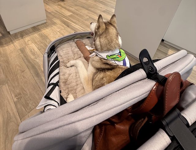 Apollo resting in his stroller wearing a colorful bandana — 2026