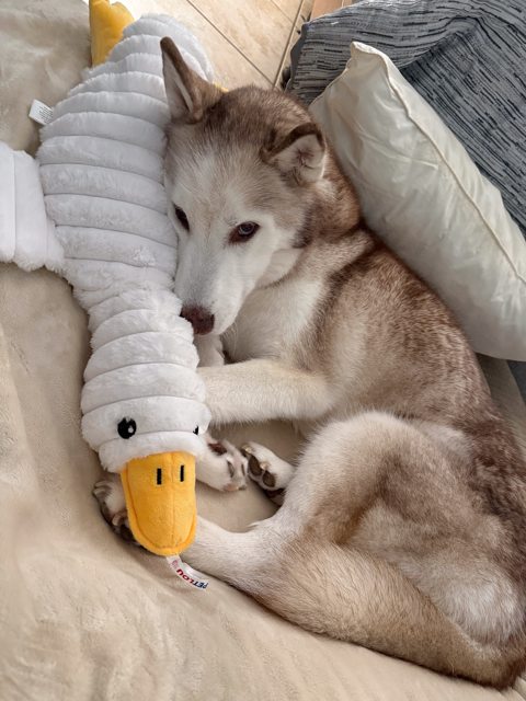 Apollo cuddling a large plush duck — 2026