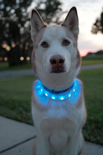 Apollo wearing his glowing blue Halo collar at dusk — 2023