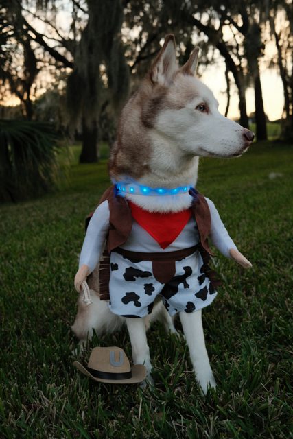 Apollo in a cowboy costume with his blue Halo collar — 2023
