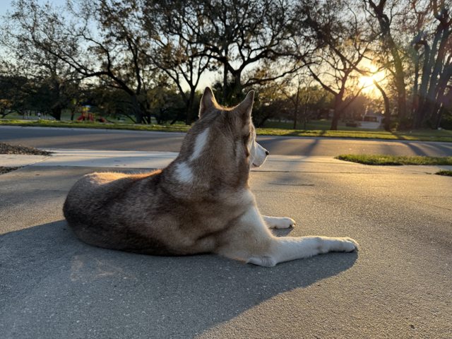 Apollo watching the sunset from the driveway — 2025
