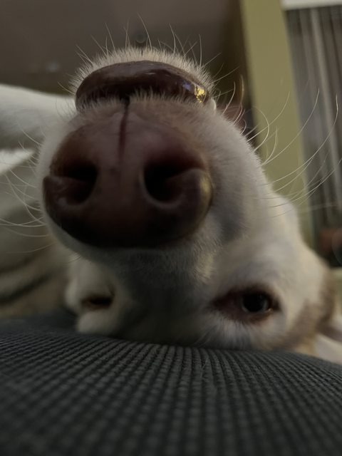 Apollo resting upside down on the couch — 2022