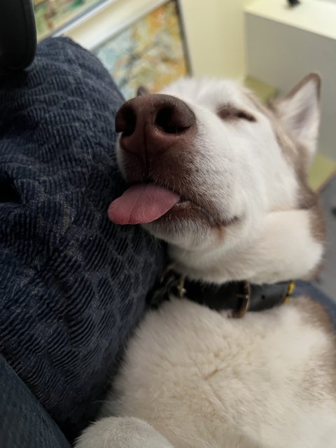 Apollo napping with his tongue out — 2022