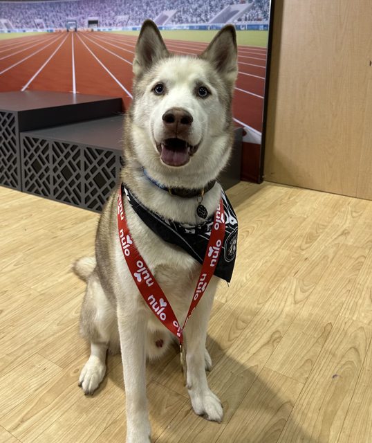 Apollo smiling with a medal and bandana — 2024
