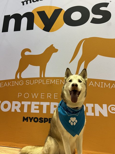 Apollo visiting a MYOS display in a blue bandana — 2024