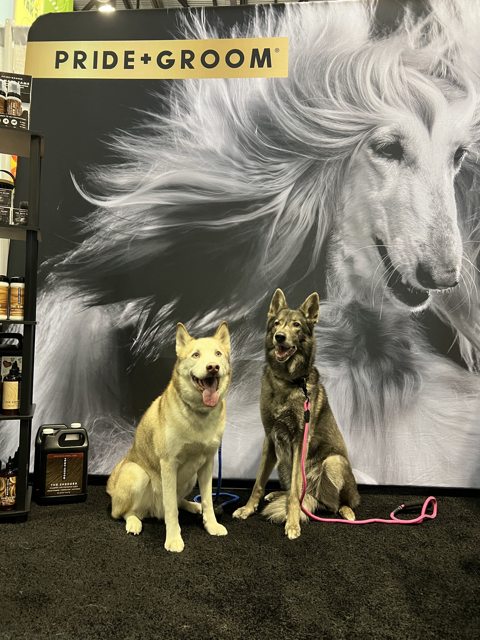 Apollo and a canine friend at a Pride and Groom display — 2023