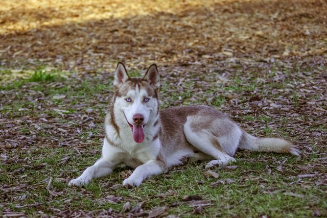 Apollo relaxing outside in the grass — 2014