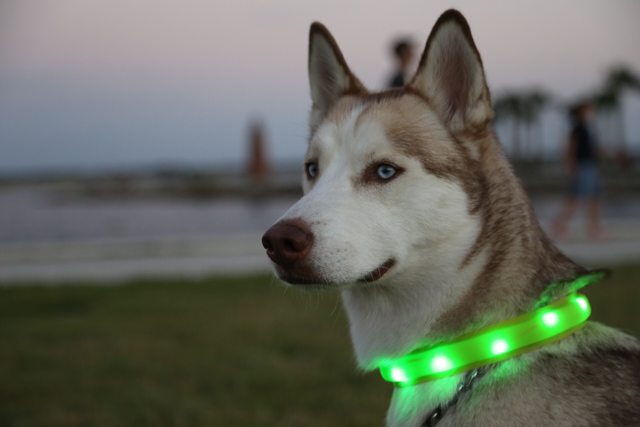 Apollo in profile wearing his glowing green Halo collar — 2015