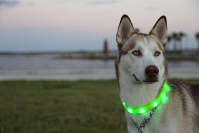 Apollo looking toward the camera in his green Halo collar — 2015