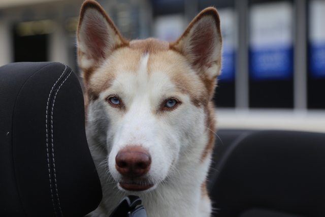 Apollo looking at the camera from behind a car seat — 2015