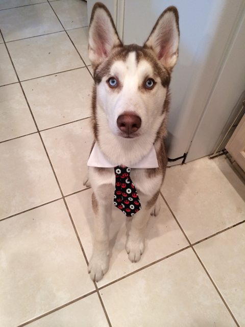 Apollo sitting proudly in a little necktie — 2014