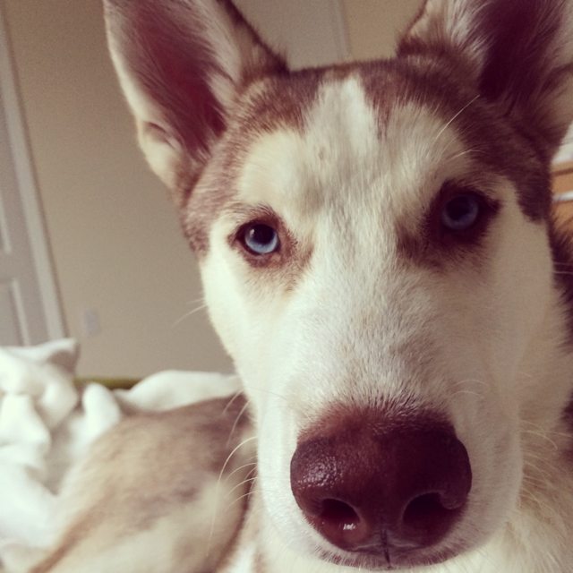 A close-up of young Apollo at home — 2014
