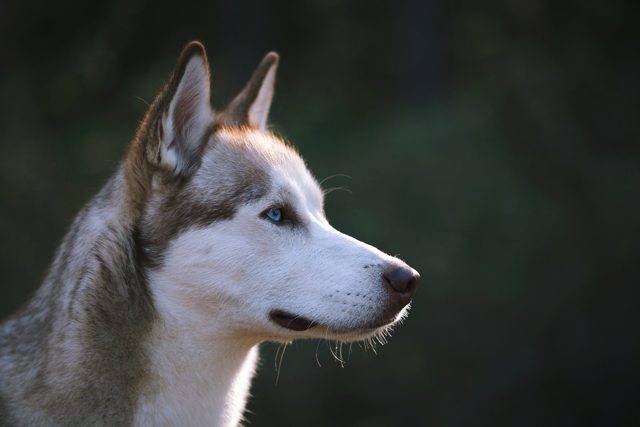 Apollo in profile in the soft outdoor light — 2015