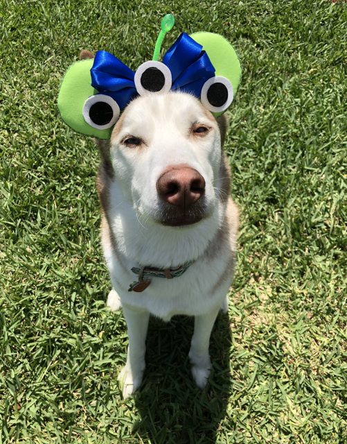 Apollo wearing playful green alien ears in the sunshine — 2018