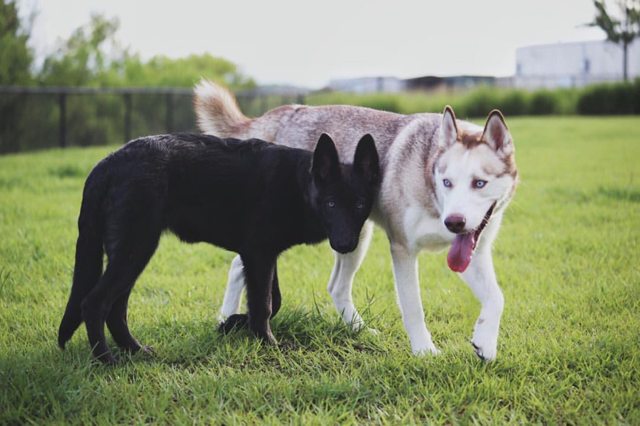 Apollo exploring the grass with a black dog — 2016