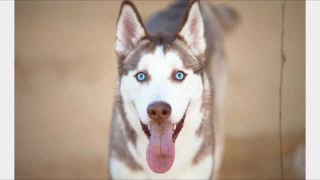 Apollo looking up with bright blue eyes and his tongue out — Year unknown
