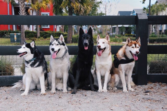 Apollo and four friends posing together by a fence — 2017