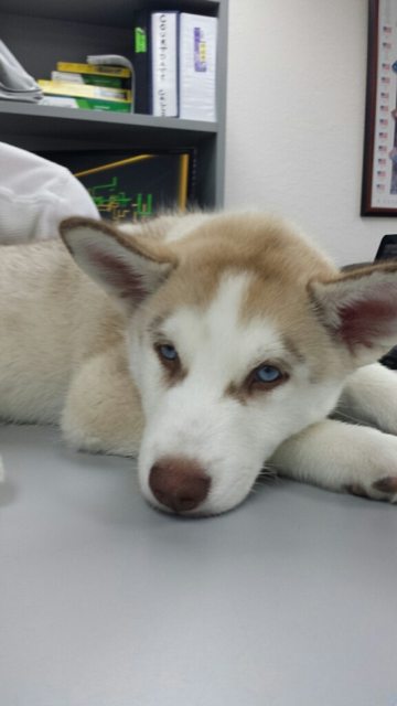Apollo as a little puppy resting at the vet — 2013