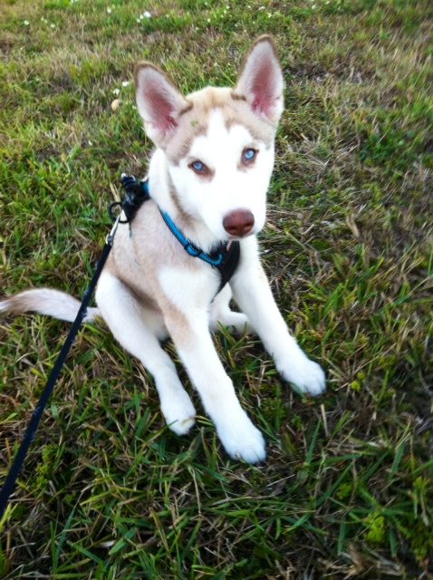Puppy Apollo sitting in the grass in his blue harness — 2013